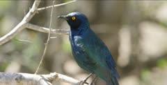 Starling And Myna