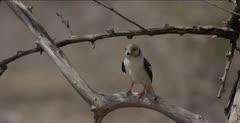 Helmetshrike