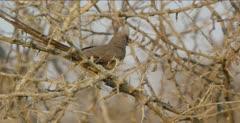 Mousebird