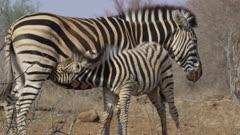 8K Video Animals