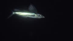 Flyingfish