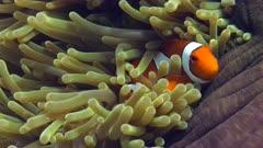 Anemonefish And Clownfish