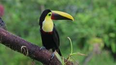 Toucan