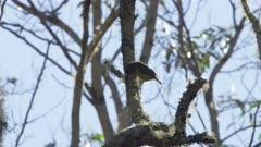 Honeycreeper