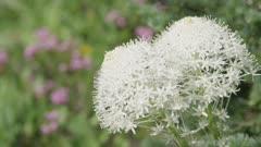 Bunchflower