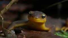 Newt