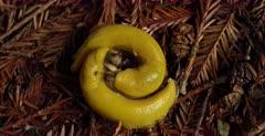 Slug