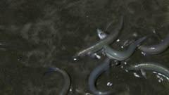 Grunion