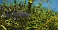Bowfin