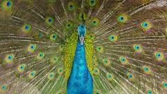 Bird Displays
