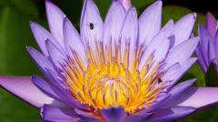 Water-lily