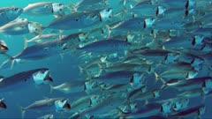 Mackerel