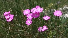 Carnation