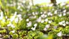 Wood Sorrel