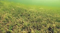 Quillwort