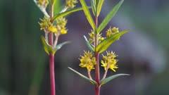 Loosestrife