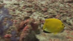 Flagfish