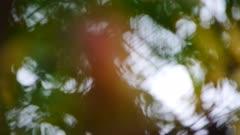 Barbet