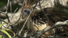 Hoatzin