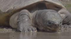 Terrapin