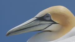 Gannet