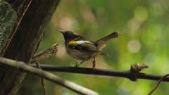 Stitchbird