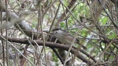 Honeyeaters