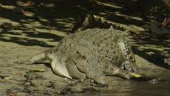 Saltwater Crocodile