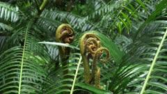 Fern