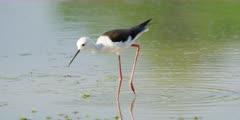 Stilt