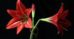 Amaryllis