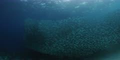 Tarpon