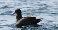 Petrel And Shearwater