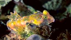 Dragonet