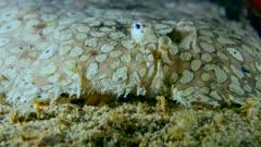 Sole Fish