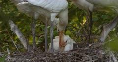 Ibis And Spoonbill