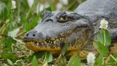 Caiman