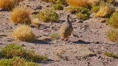 Tinamou