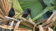 Raven And Crow