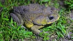 Toad