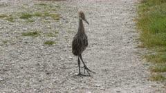 Limpkin