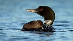 Loon