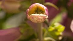 Plantain And Foxglove