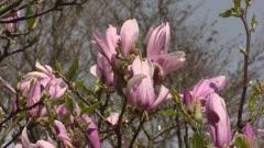 Magnolia