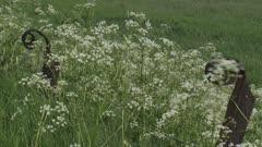 Parsley And Anise