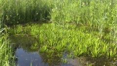 Water-weed