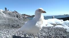 Sheathbill