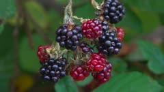 Bramble
