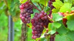Grape