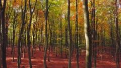 Beech And Oak